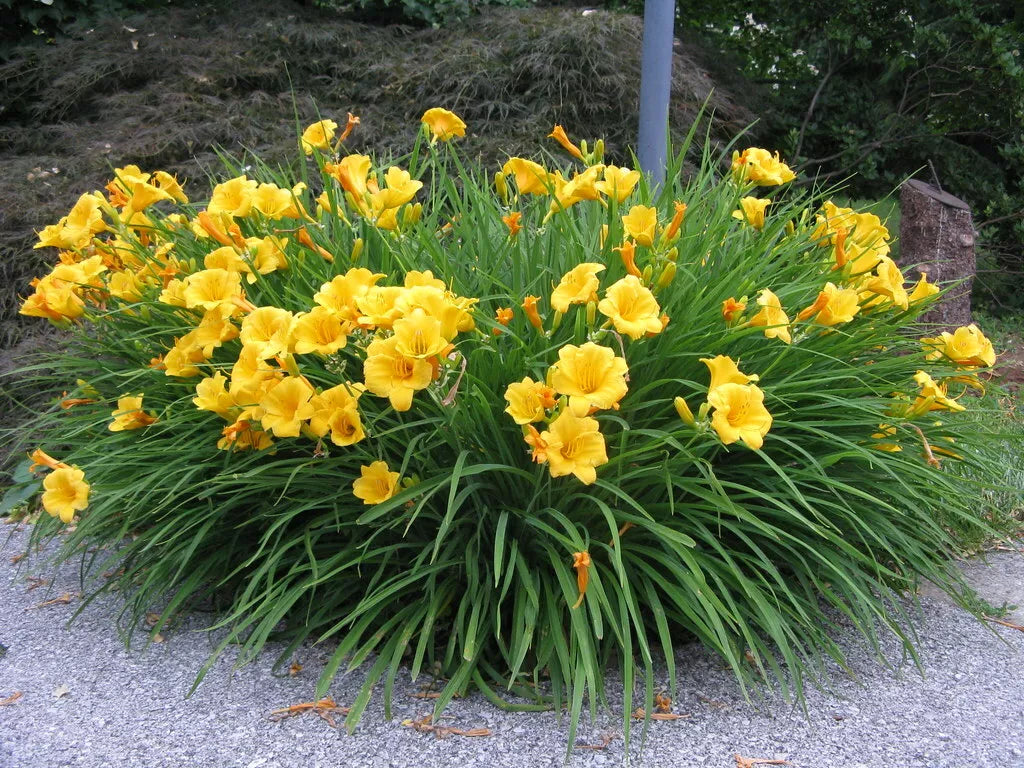 Daylily Bare Root Plants Set of 2 - Stella d'Oro Hemerocallis - Yellow Flowers for Full Sun Garden