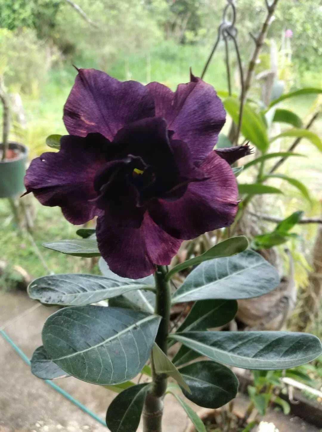 Desert Rose Seeds 12 Pack Purple Adenium Obesum - Vibrant Purple Flower Seeds for Garden or Indoor Planting
