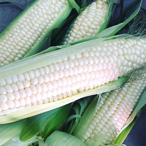 Silver Queen Corn Seeds | 100 Count | Hybrid White Corn | Non-GMO | Zea mays
