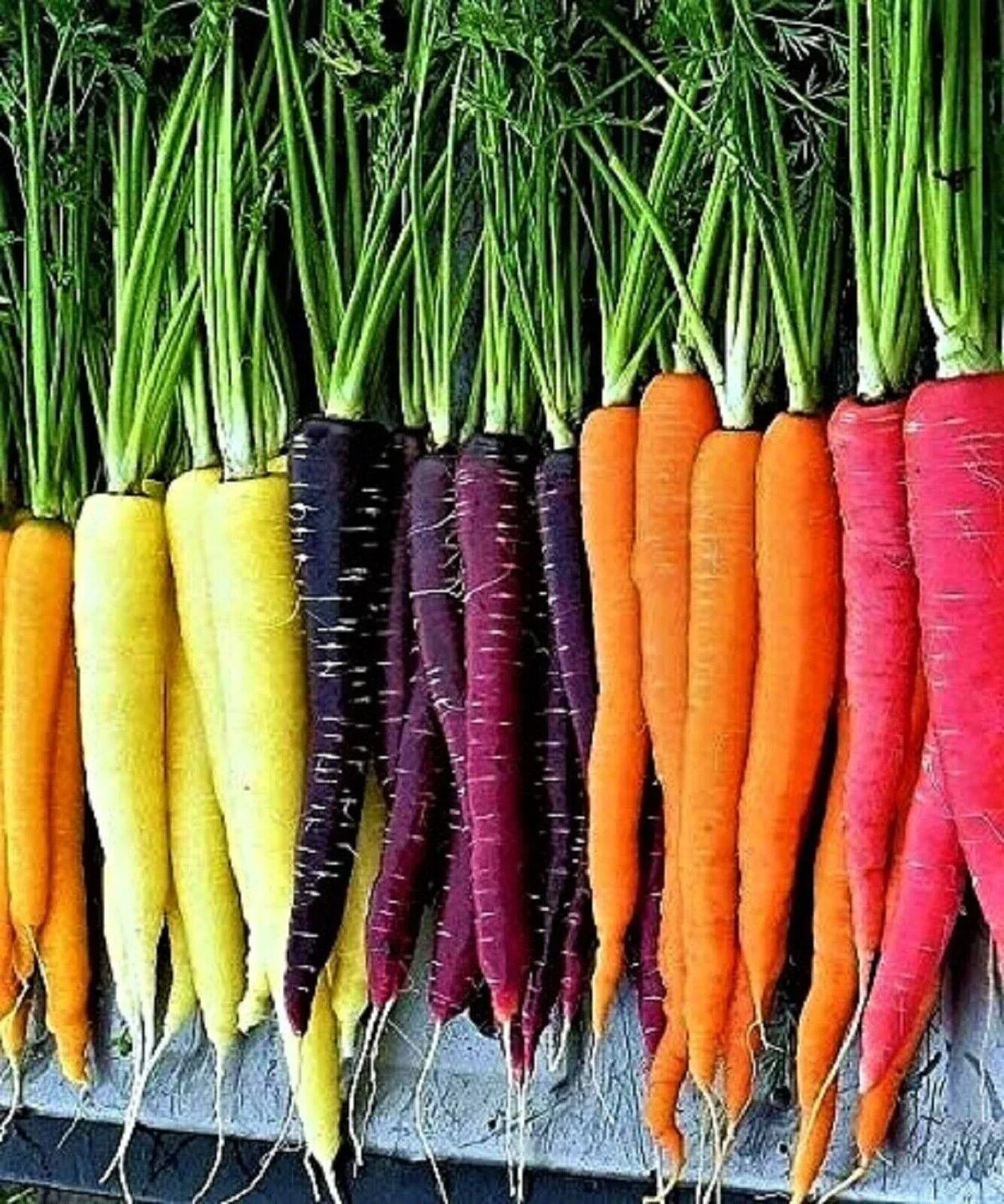 Rainbow Carrot Blend Seeds - 400+ Non-GMO Organic Heirloom Mix - Daucus carota - Colorful Vegetable Garden Seeds