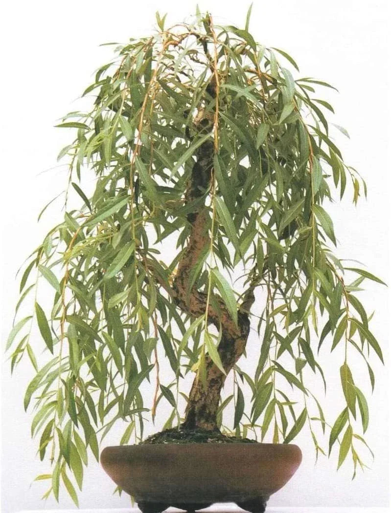 Weeping Willow Bonsai Cutting - 4" Gold Bark, Vibrant Green Foliage - Salix babylonica 'Anna' - Ideal for Propagation