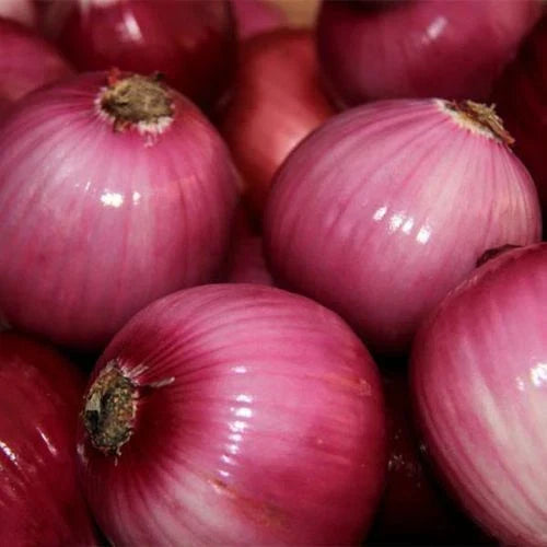 Red Grano Onion Seeds - 200+ Heirloom Mild Short Day Vegetable Seeds - Allium cepa - Non-GMO, Free Shipping