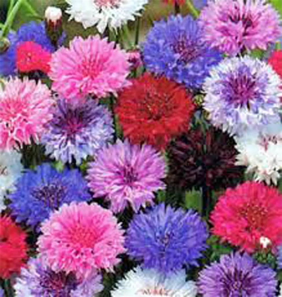 Dwarf Bachelor Button Seeds - Polka Dot Mix, 50 Bright Colorful Flowers, Centaurea cyanus, Easy to Grow Annuals