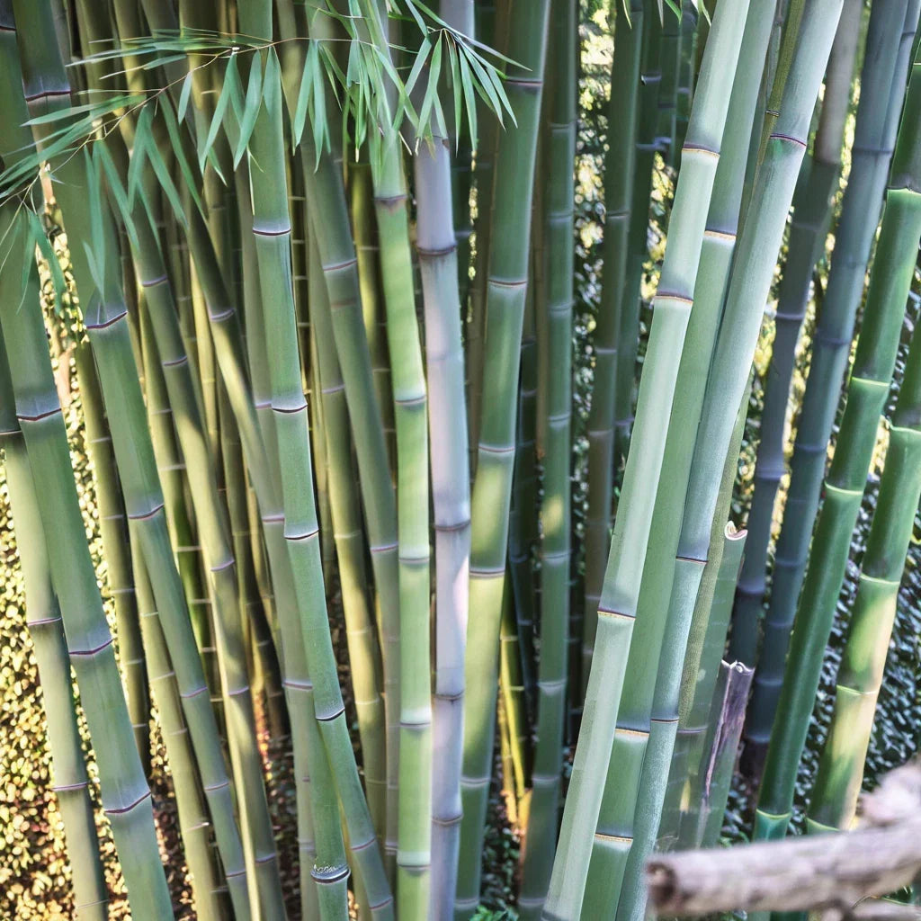 50 Bamboo Seeds - "Angel Mist" Clumping Privacy Plant - Bambusa multiplex - Ideal for Shade Screens and Garden Aesthetics