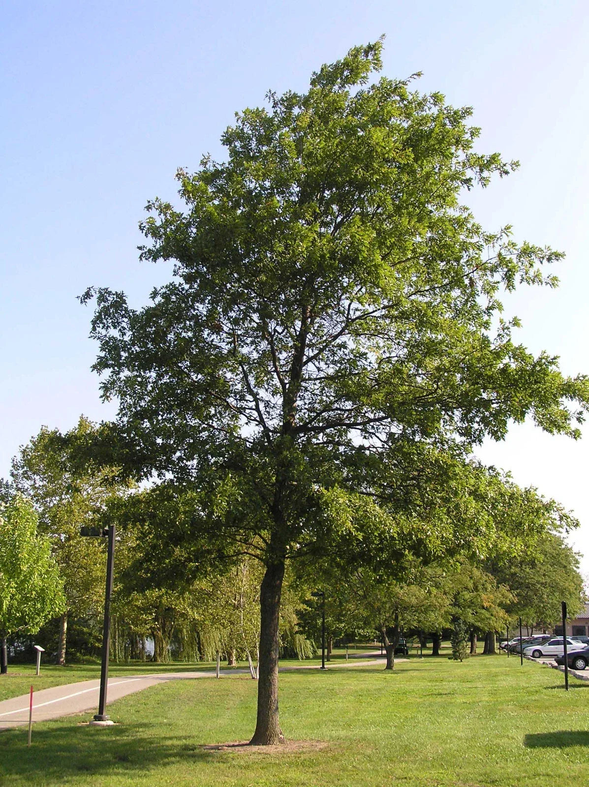 Pin Oak Tree Seedling 4-8" Bare Root Quercus palustris - Deciduous Pyramidal Tree with Green Leaves Turning Red in Fall