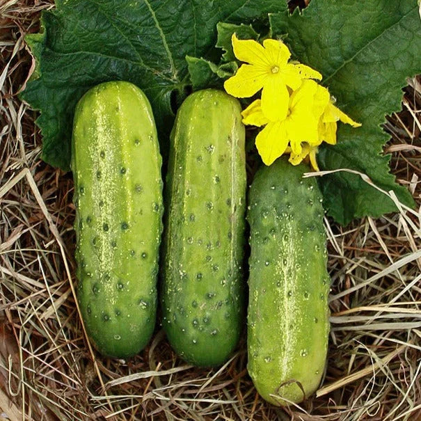 Wisconsin SMR58 Pickling Cucumber Seeds - 50+ Count - Gherkin Variety - Cucumis sativus - Non-GMO for Home Gardening