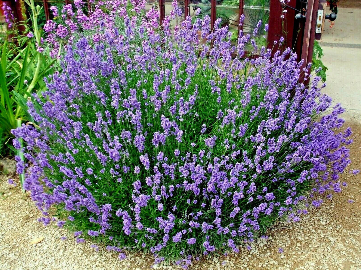 Organic Lavender Seeds - 300+ True English Lavender (Lavandula angustifolia) - Fragrant Herb for Oils & Dried Use
