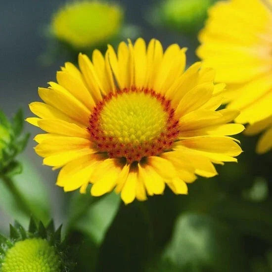Gaillardia Seeds 75 Pack Arizona Apricot Flowers Gaillardia pulchella Drought-Tolerant and Low Maintenance