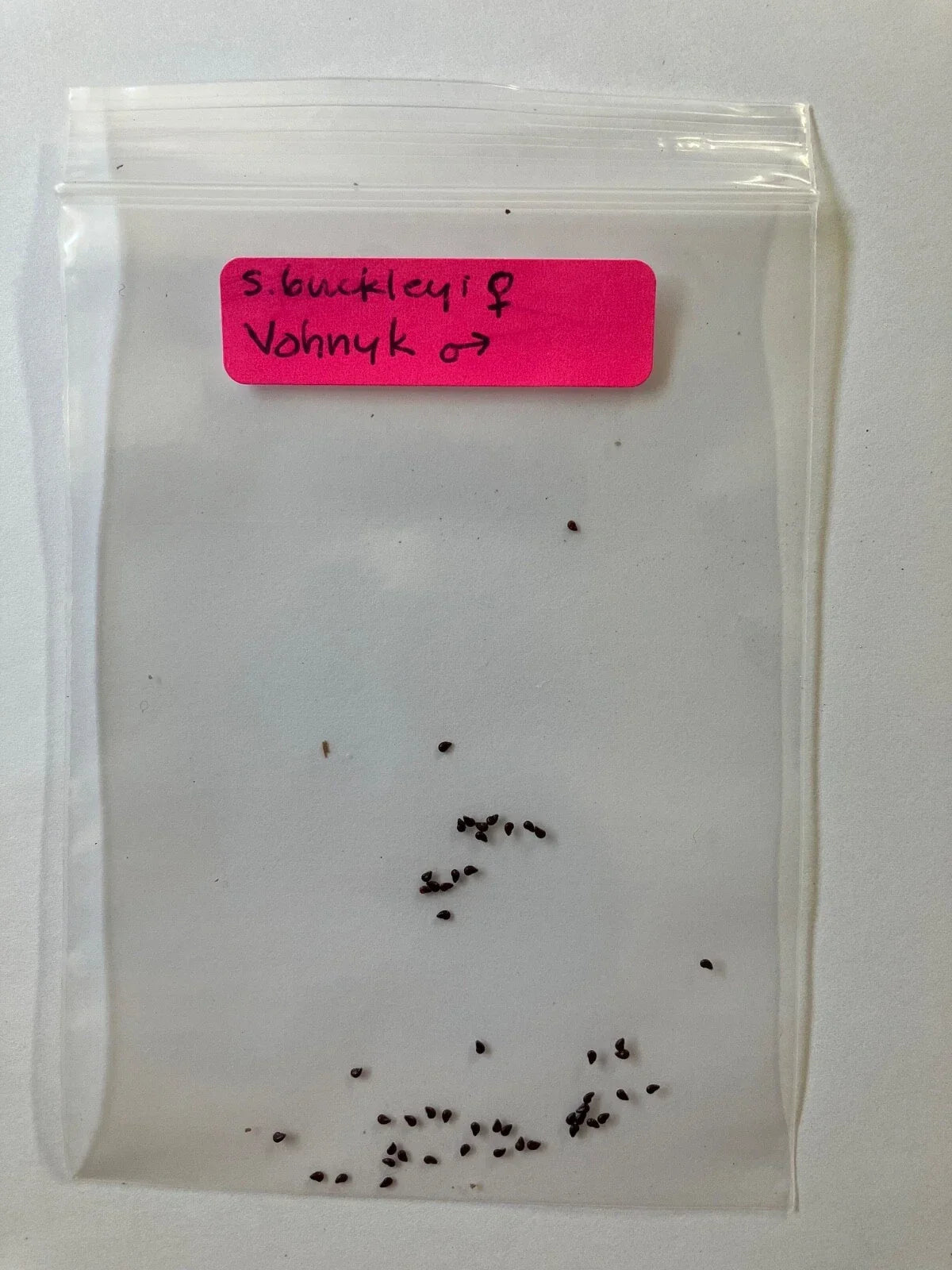 Seeds - 50 Pack - S. Buckleyi x Vohnyk Hybrid - Rare Unique Plant Variety for Garden Enthusiasts