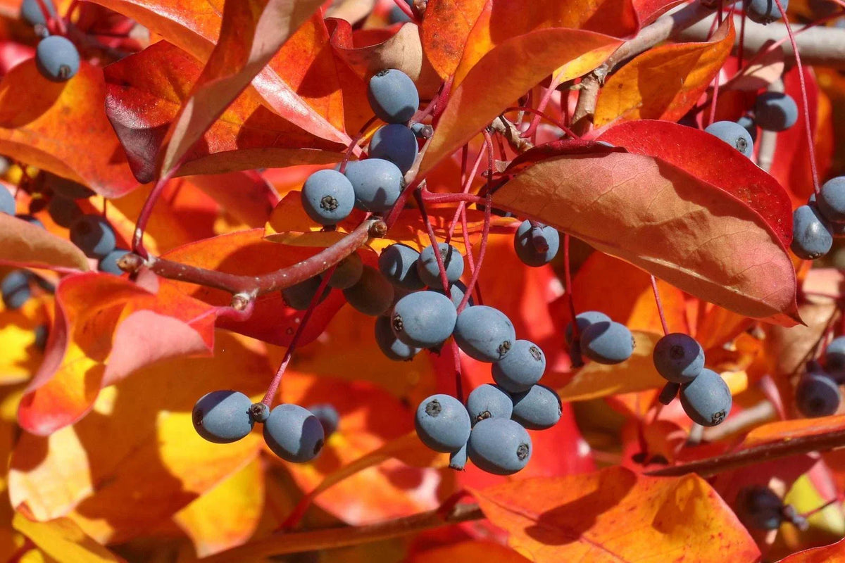 Black Tupelo Gum Tree Seeds - Edible Fruits - Nyssa sylvatica - 10-100 Seeds - Vibrant Fall Colors - Wildlife Friendly