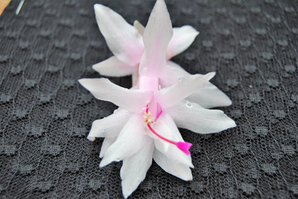 Christmas Cactus Starter Plant 4-inch Island Pearl Schlumbergera Truncata - Well-Rooted Indoor Decor Gift Plant