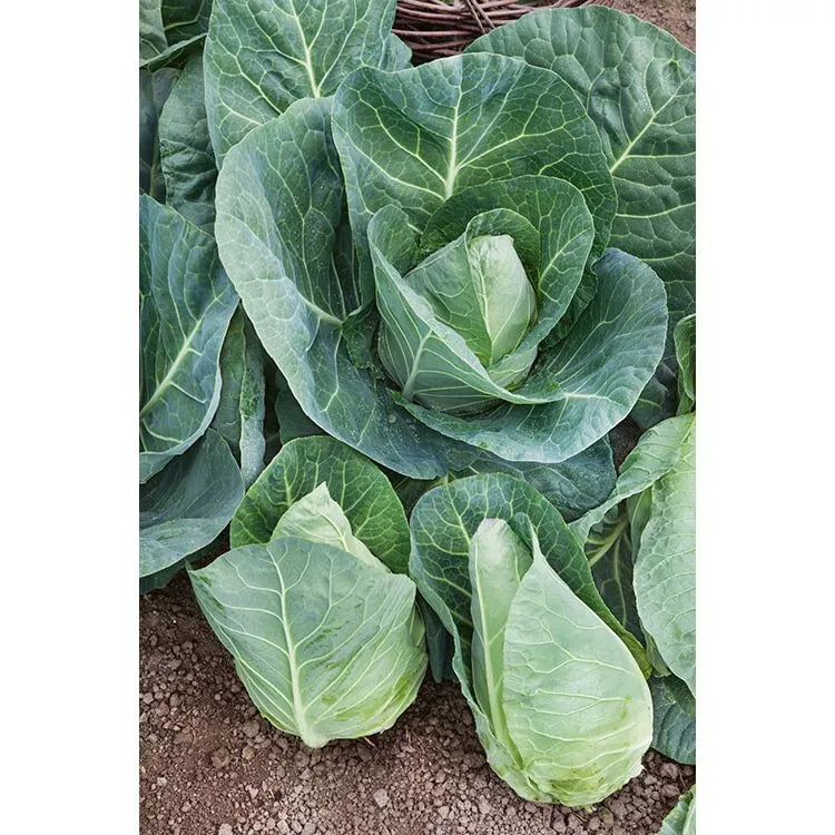 Cabbage Seeds 1000+ Heirloom Early Jersey Wakefield NON-GMO Brassica oleracea var. capitata for Home Gardens