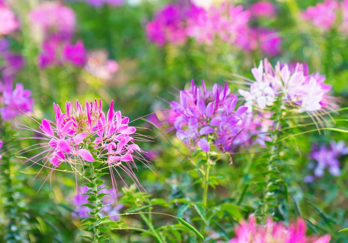 Spider Plant Seeds - 100 Count - Mixed Color Cleome Flowers - Cleome hassleriana - Easy to Grow for Garden & Indoor Spaces