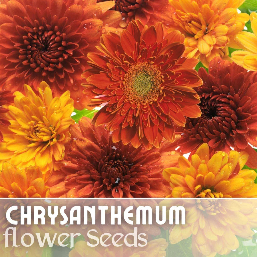 Chrysanthemum Seeds 200 Pack - Golden Bouquet Mix - Mum Variety - Chrysanthemum morifolium - Flower Seeds for Garden Planting