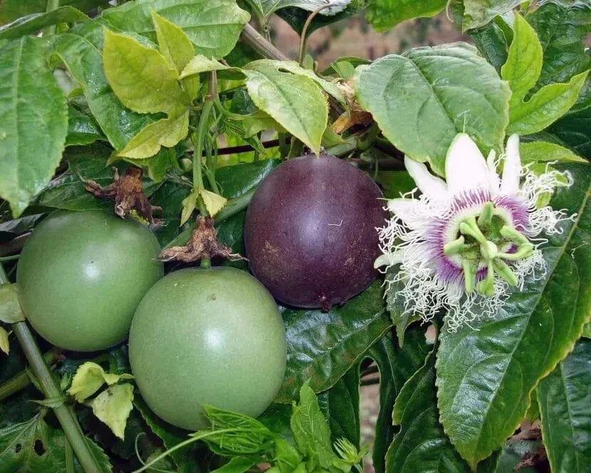 Purple Passion Fruit Seeds - 15+ Organic Passiflora Edulis for Gardening - Edible Fruit, Fast-Growing Vine, Attracts Pollinators