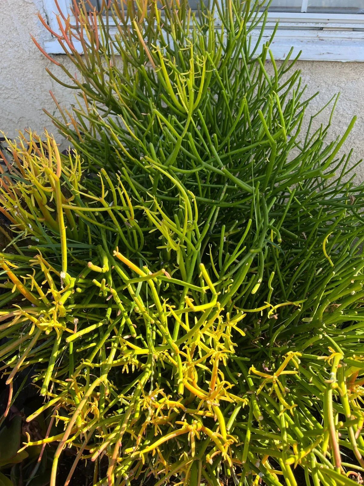 Fire Sticks Cuttings - 10 Healthy Euphorbia Tirucalli Pencil Cactus Succulent - Easy to Grow, Drought-Tolerant, Indoor/Outdoor Plants