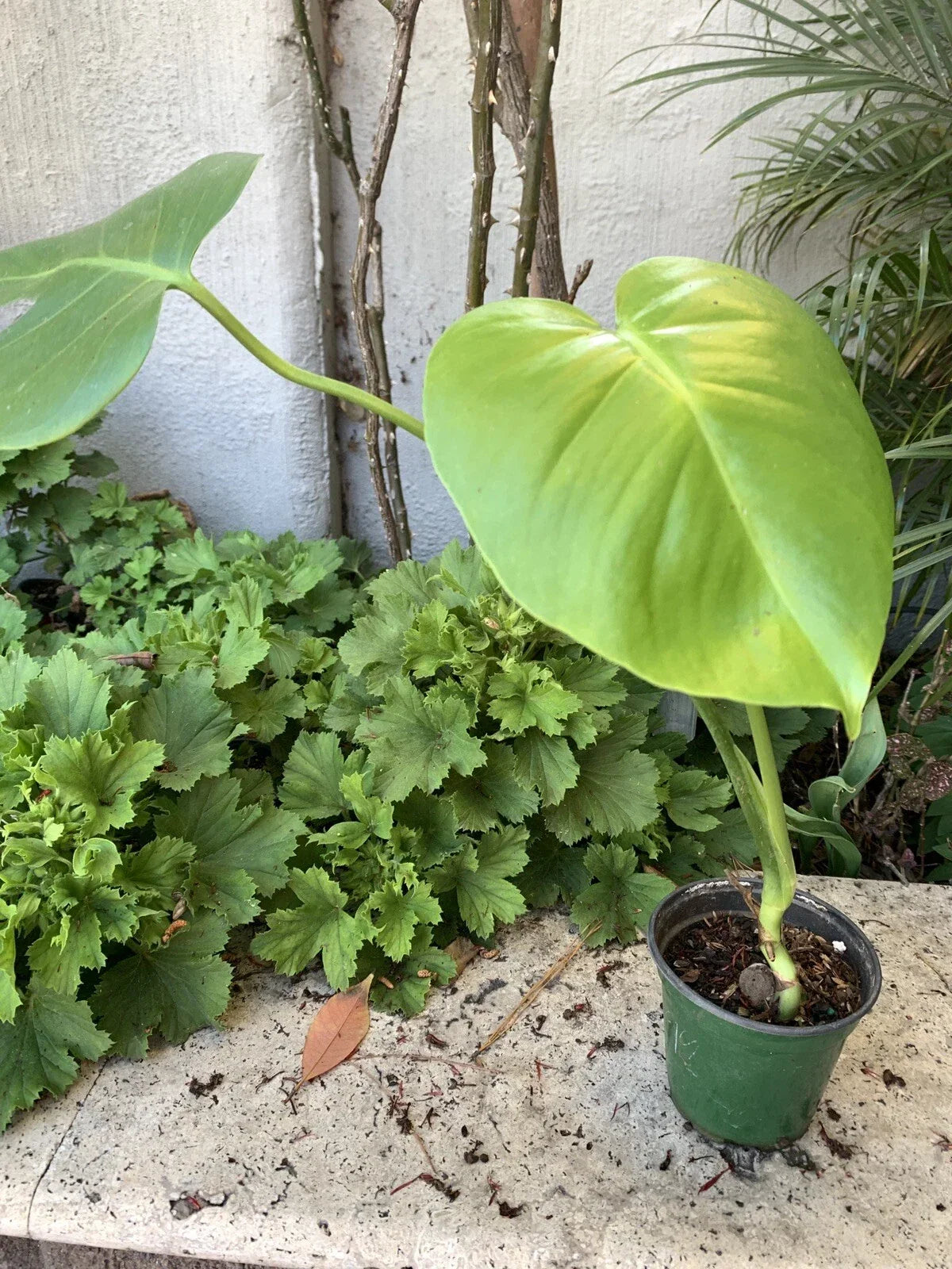 Monstera Plant 4 Inch Pot Fully Established Roots Monstera deliciosa Indoor Houseplant Green Foliage Air Purifying