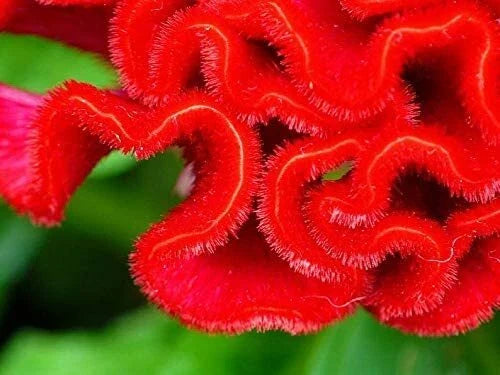 Cockscomb Seeds - 100 Pack - Vibrant Celosia Argentea Flower Seeds - Easy to Grow, Attracts Pollinators, Made in USA