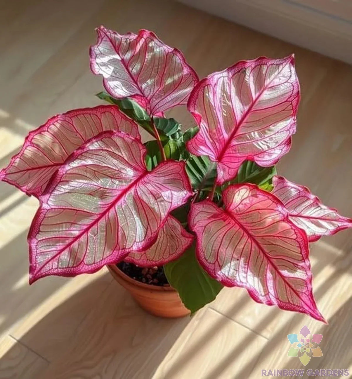 Coleus Seeds - 25+ Pink Edged Variety - Coleus blumei - Ideal for Garden Planting, Indoor/Outdoor Use, USA