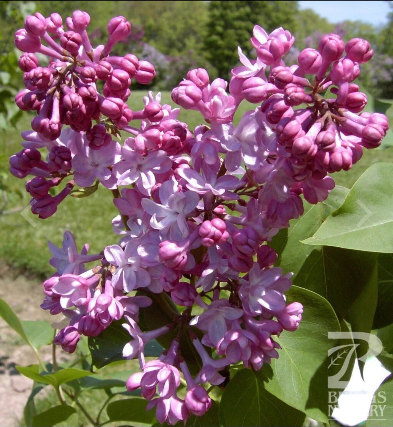 Lilac Plant Starter - Small Well-Rooted Belle de Nancy - Syringa Vulgaris - Fragrant Purple Flowers for Garden