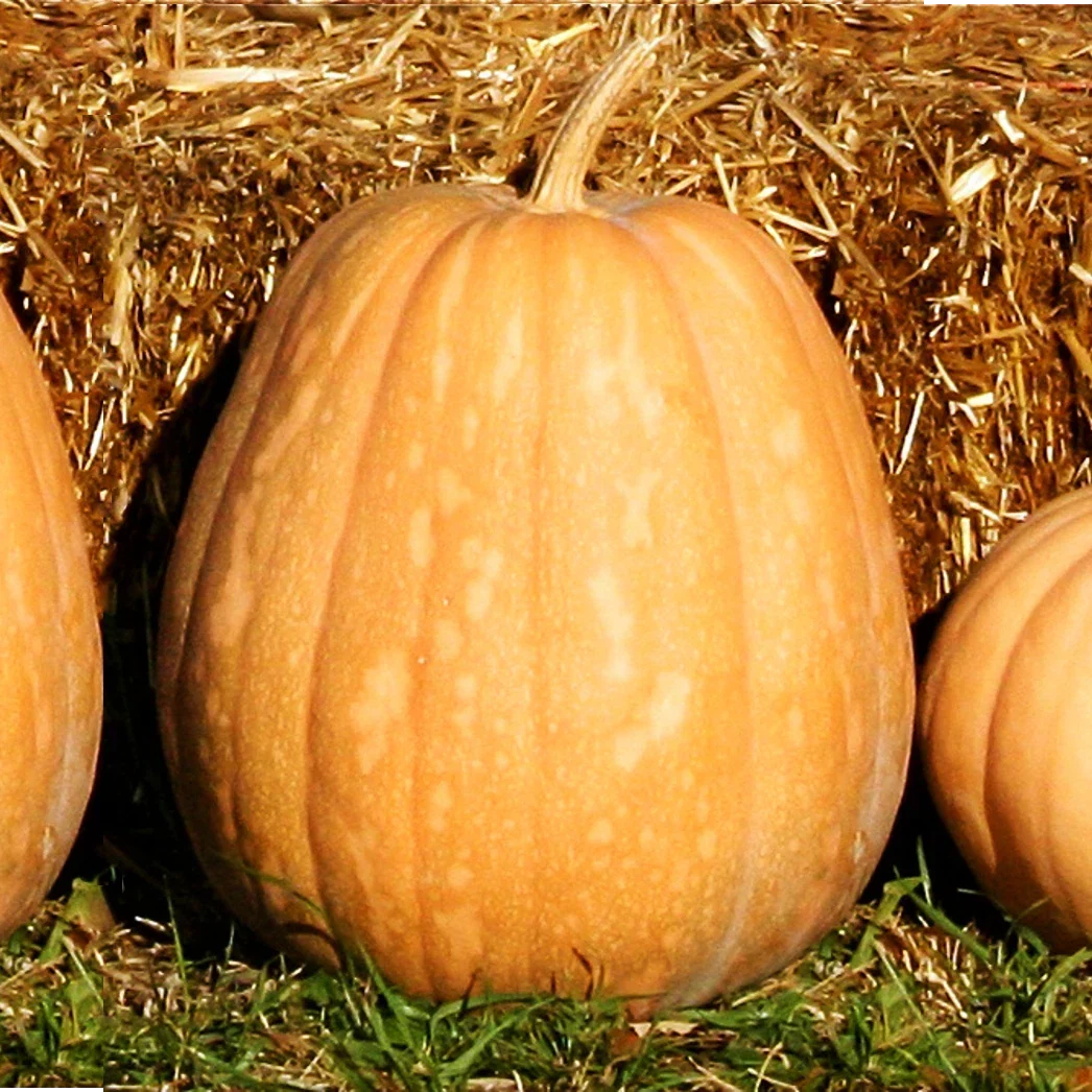 Dickinson Pumpkin Seeds | Kentucky Field Variety | Tan Squash | Cucurbita pepo | 25 Non-GMO Seeds for Home Gardening
