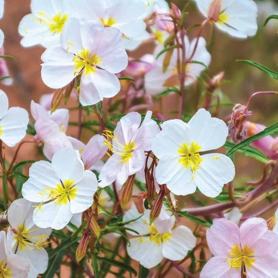 Pale Evening Primrose Seeds | Non-GMO Bulk Pack | Oenothera pallida | Yellow Flowering Perennial Seeds for Pollinators