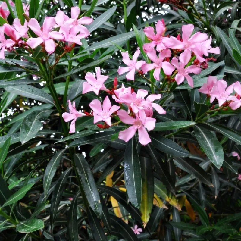 Oleander Cuttings for Rooting (8) Red Pink Mixed - Nerium oleander - 2025 Season - Drought-Tolerant Garden Plants