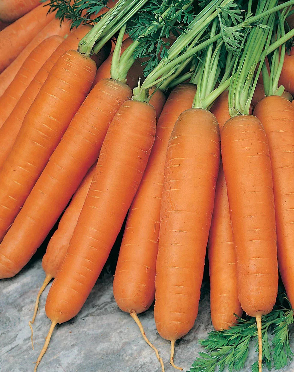 Scarlet Nantes Carrot Seeds - 200 Count Packet - Coreless, Plump - Daucus carota - Non-GMO for Home Gardens and Small Spaces