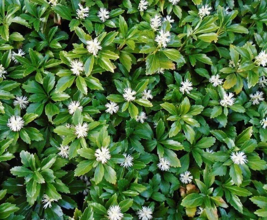 3 Bare Root Pachysandra Cuttings - Low Maintenance Ground Cover for Shade - Pachysandra terminalis - Drought-Resistant Perennial