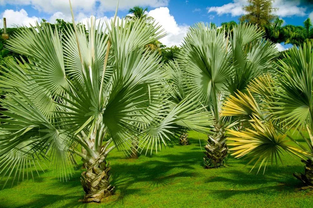 Mexican Fan Palm Tree Seeds - 15 Premium Washingtonia Robusta - Tropical Garden Planting - Low Maintenance, Heat Tolerant