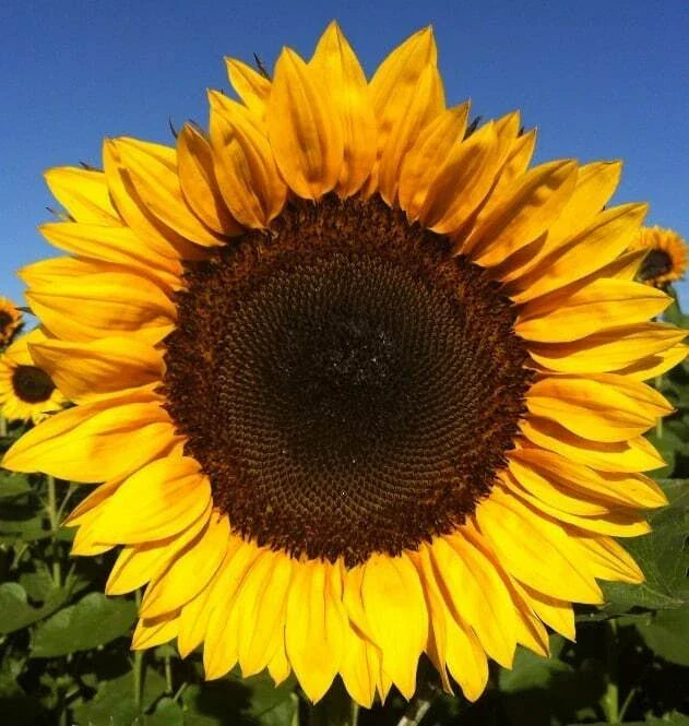 Sunflower Seeds Pack of 50 - Pro Cut Orange Excel - Helianthus annuus - Non-GMO, Bright Orange Blooms for Garden or Cut Flowers
