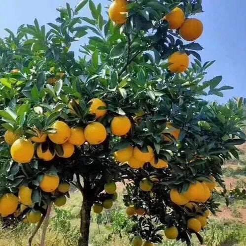 Orange Tree Seeds - 10 Pack - Sweet Juicy Variety - Citrus Sinensis - Ideal for Juicing and Fresh Eating