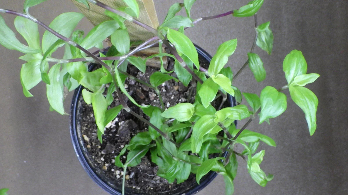Tradescantia Fluminensis "Golden Wing" Cuttings - Easy Care Wandering Jew Plant for Propagation - Variegated Leaves