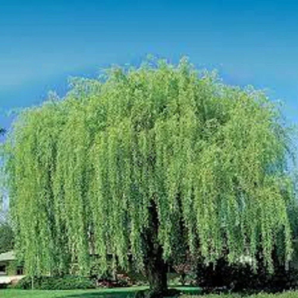 Weeping Willow Cuttings - 10 Unrooted Cuttings - Salix babylonica - Fast Growing, Loves Water, Ideal for Propagation