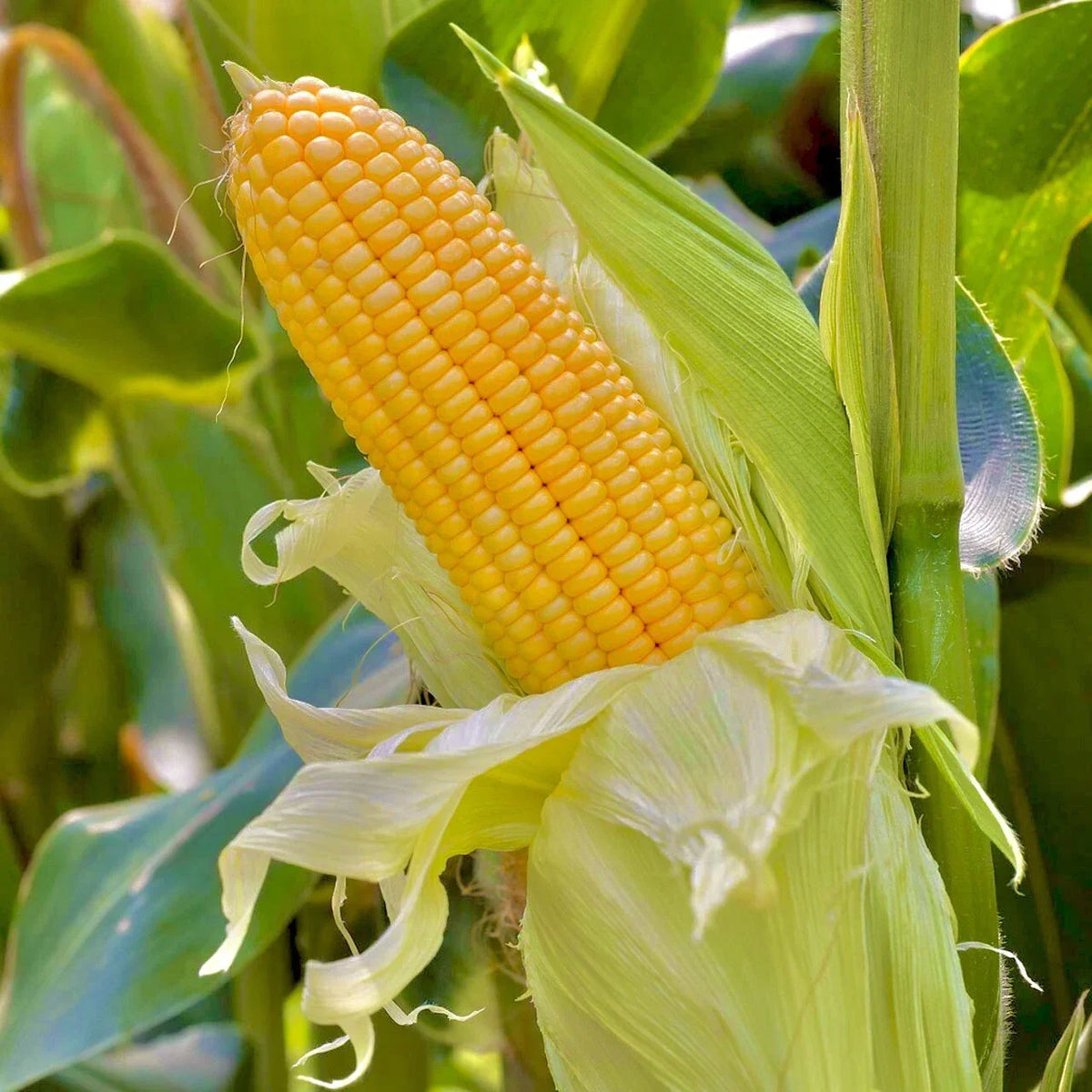 Sweet Golden Bantam Corn Seeds - 15 Non-GMO Seeds for Planting - Zea mays var. saccharata - Ideal for Home Gardens
