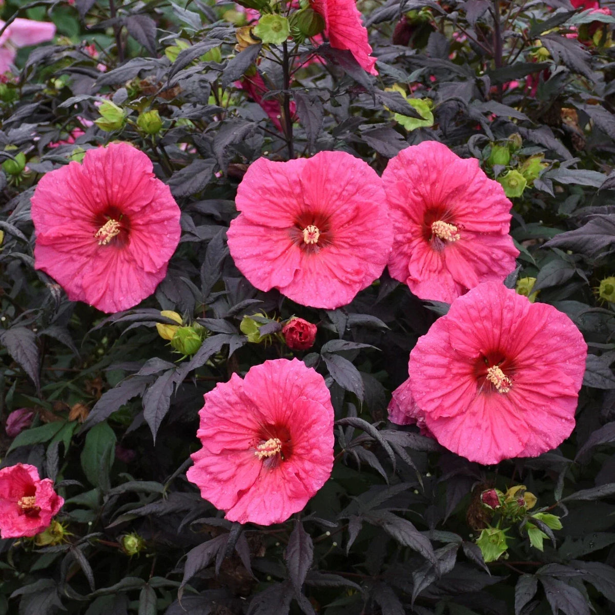 Bush Hibiscus Plant 2.5" Pot Pink 'Evening Rose' Hardy Hibiscus rosa-sinensis - Vibrant Blooms for Garden or Patio