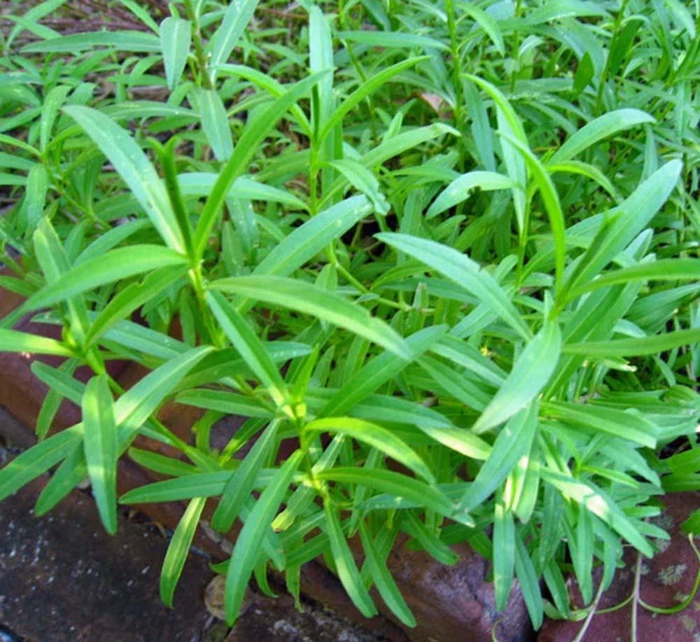 Tarragon Seeds 500 Heirloom Non-GMO Herb Seeds Artemisia dracunculus for Culinary Gardening and Flavorful Dishes