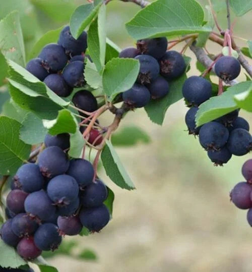 Dormant Edible Serviceberry Plant - Amelanchier laevis - Self-Pollinating, Thornless, Zones 4-8, Dark Berries