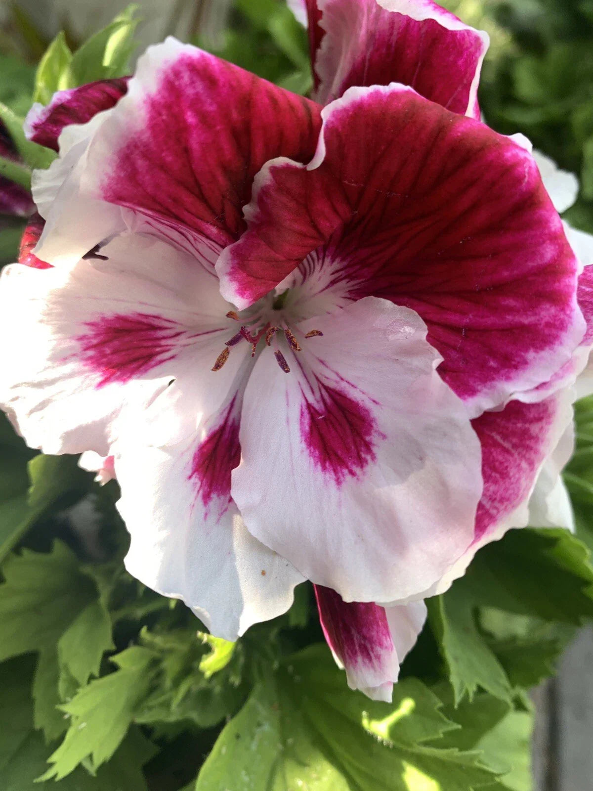 Rare Geranium Cuttings - 6 Inch White & Purple Pelargonium spp. - 3 Cuttings for Gardening or Indoor Decor