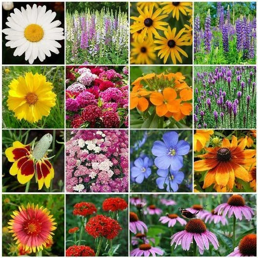 Perennial Wildflower Seed Mix - 1000 Heirloom Non-GMO Pollinator Seeds - Various Species for Garden Planting