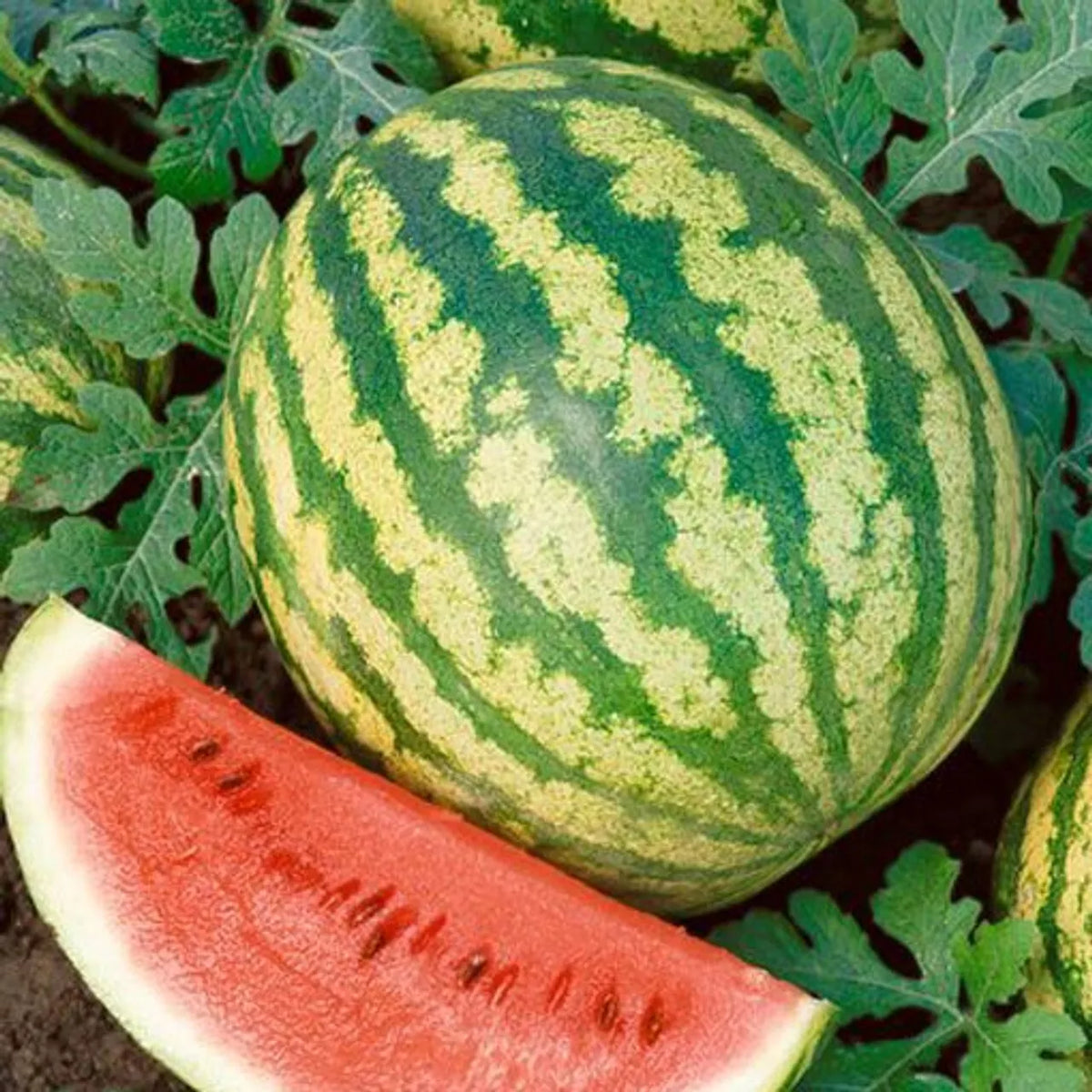 Crimson Sweet Watermelon Seeds, NON-GMO Heirloom, Citrullus lanatus, Multiple Sizes Available, Perfect for Home Gardening