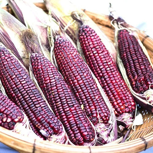 Bloody Butcher Corn Seeds | Pack of 50 | Heirloom Non-GMO Organic | Zea mays 'Bloody Butcher' | Vibrant Red Kernels