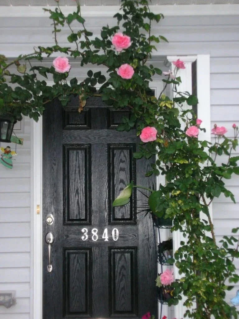 Queen Elizabeth Climbing Rose Cuttings - 4 Live Everblooming Pink Roses - Rosa 'Queen Elizabeth' - Scented Garden Plants