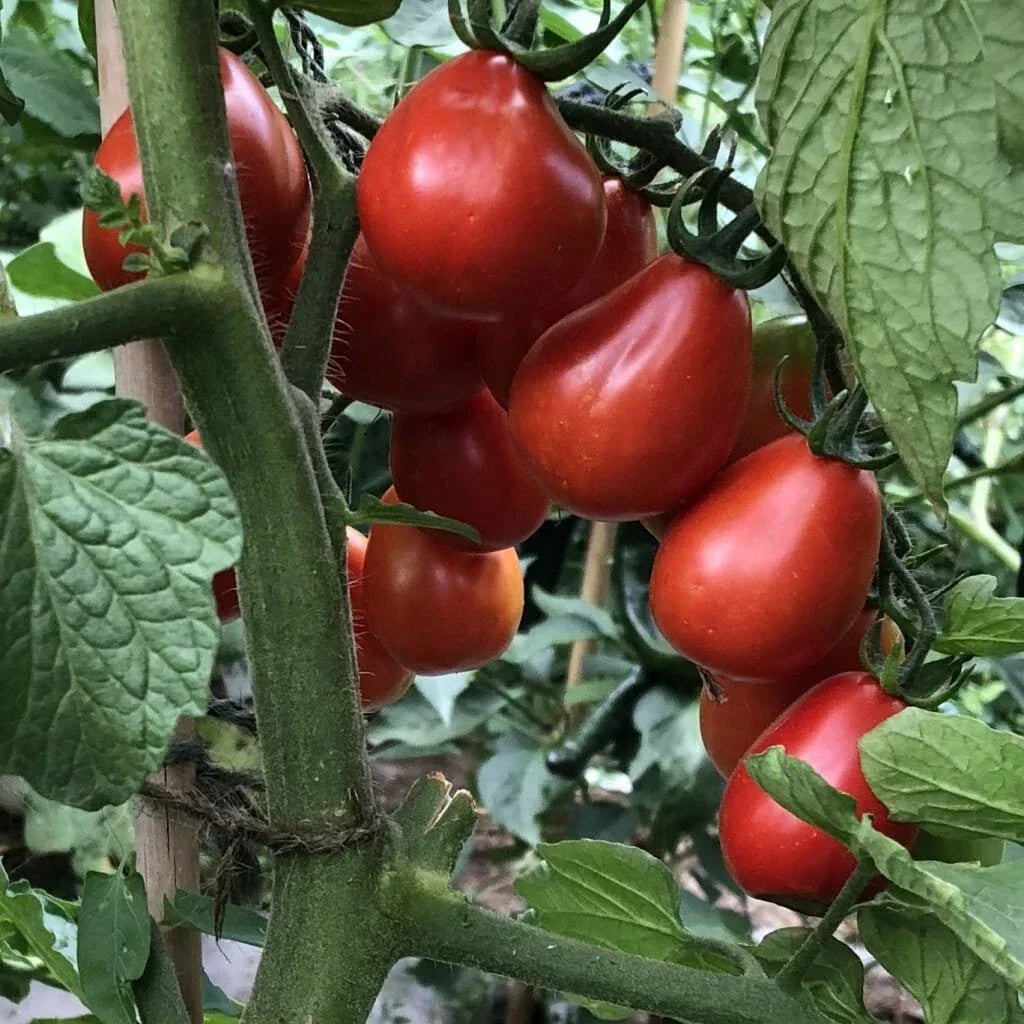 Napoli Tomato Seeds - 30+ Organic Heirloom Non-GMO - Solanum lycopersicum - Perfect for Sauces & Salads