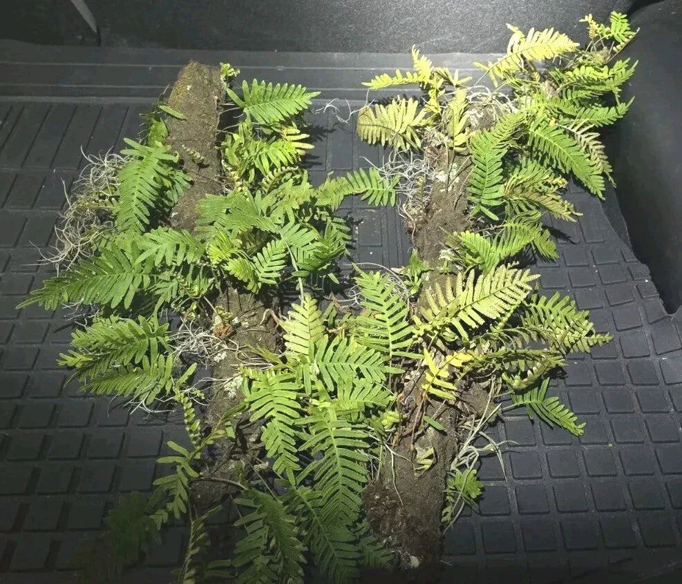 Resurrection Fern Live Plant Terrarium 12" Stick, Epiphytic Polypodium polypodioides, Low Maintenance Indoor Decor