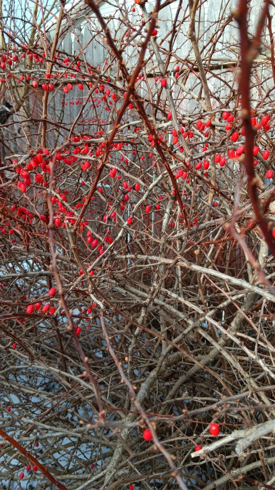 Japanese Barberry Bush Cuttings - 6 Organic Edible Berry Cuttings - Berberis thunbergii - Hardy Garden Plants
