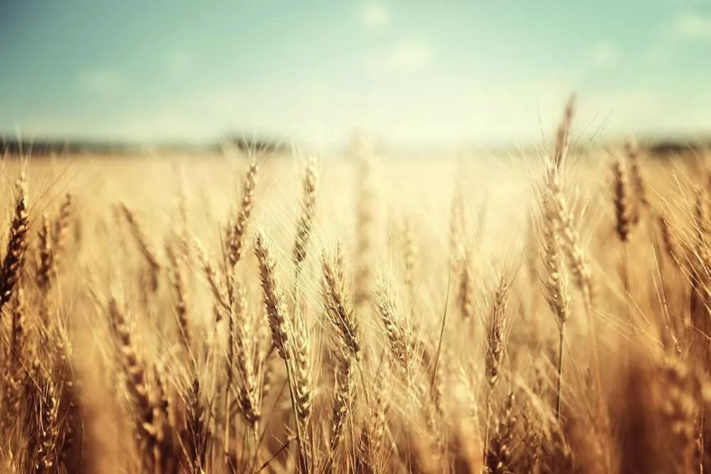 Wheat Cover Crop Seeds 50 lbs USA Grown Triticum aestivum Non-GMO Soil Health Enhancer