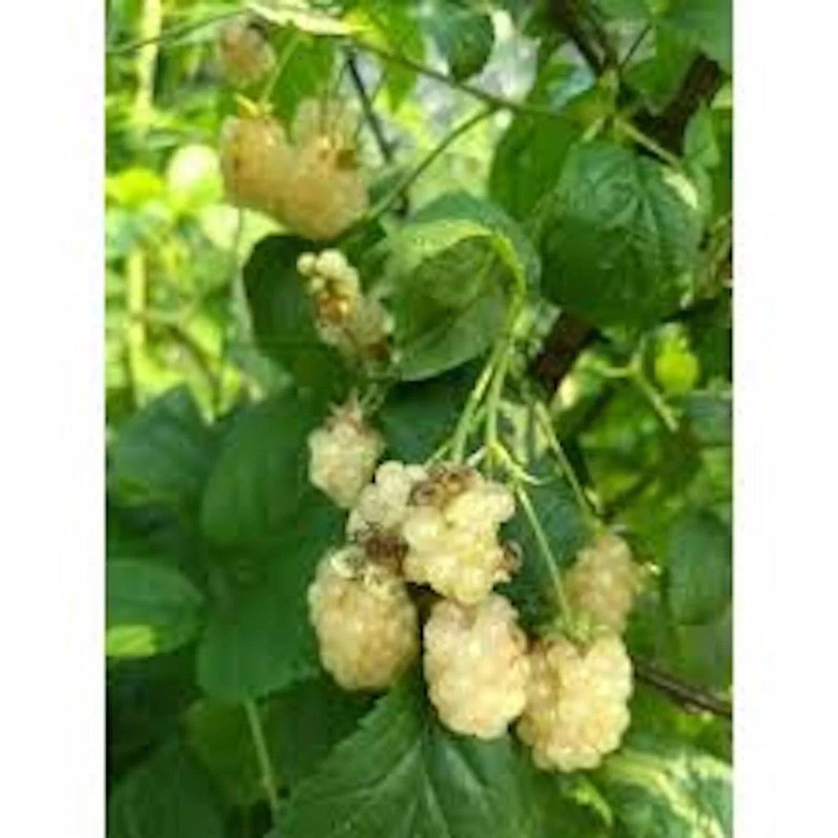 10 Pack Snowbank Blackberry Starter Plants, Thorny Edible Fruit, Rubus spp., Unique White Berries for Zones 5-9