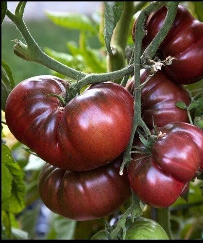 Brandywine Black Tomato Seeds - Heirloom Non-GMO Slicing Variety - Solanum lycopersicum - 30 to 200 Seeds for Home Gardening