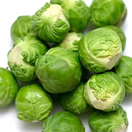 Brussel Sprouts Seeds - 300+ Catskill Variety - Brassica oleracea - Non-GMO Heirloom - USA Grown Vegetable Garden Seeds